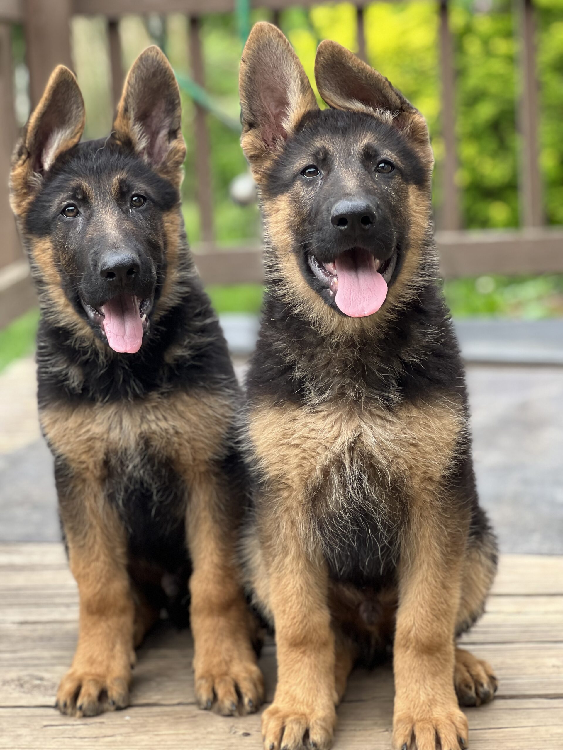 Working german shepherd puppies best sale for sale