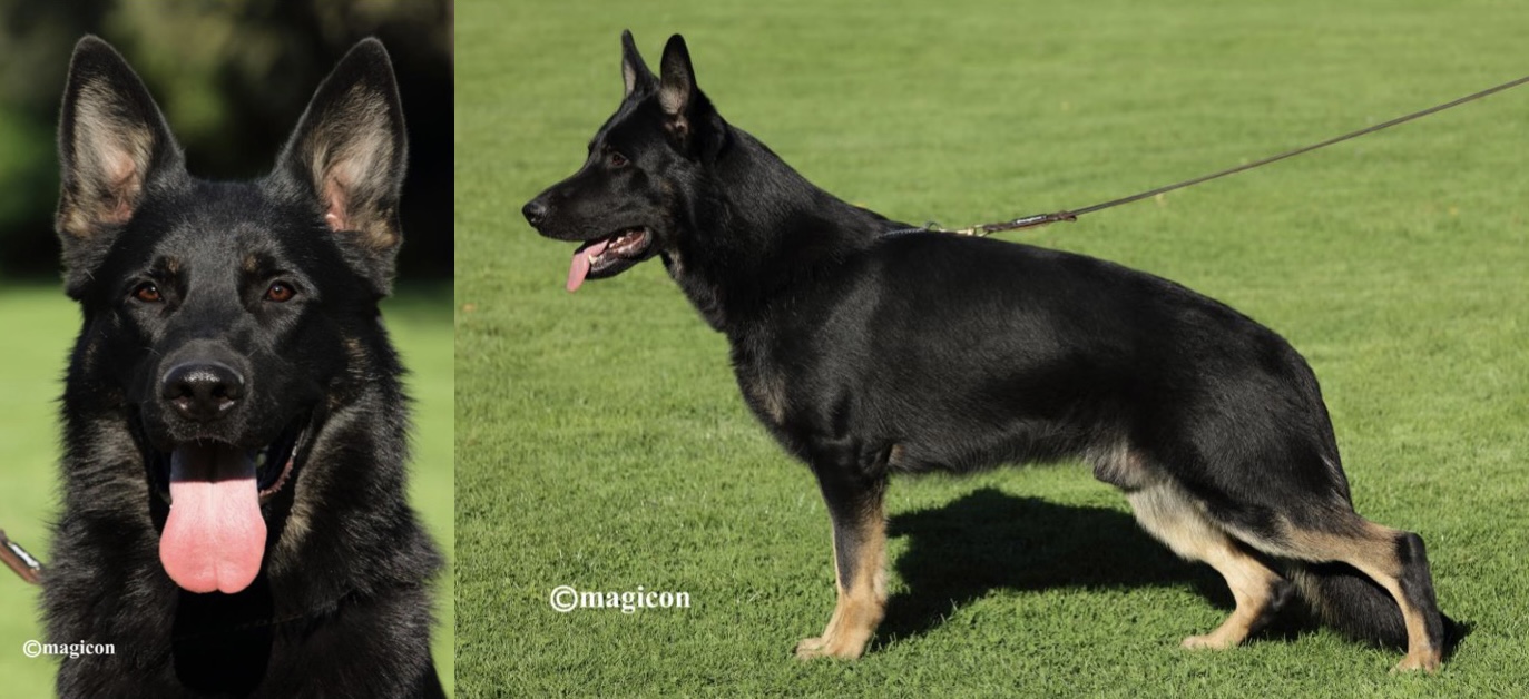 Von buchmann german store shepherds